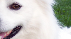 Radio Listeners Behave Like Pavlov’s Dogs