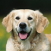 Radio Listeners Behave Like Pavlov’s Dogs